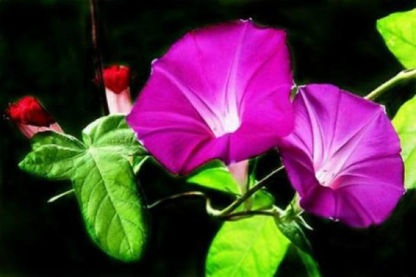 Morning Glory