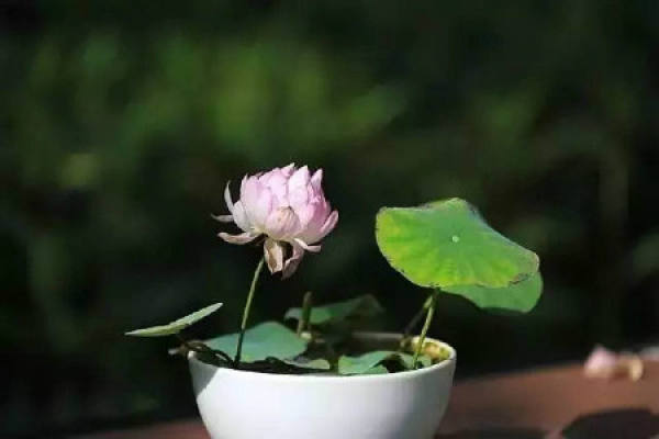 lotus