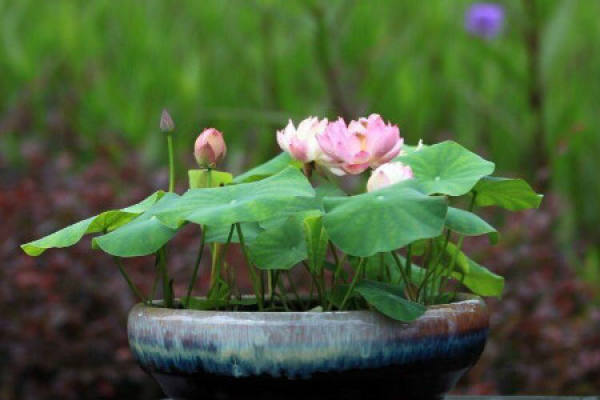 Bowl Lotus