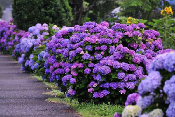 Hydrangea