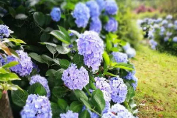 Hydrangea