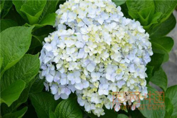 Hydrangea