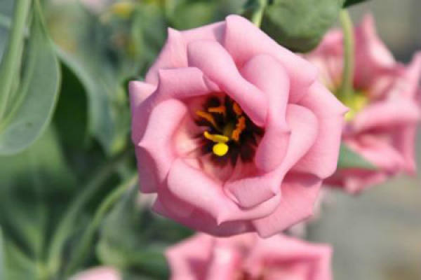 Platycodon grandiflorum