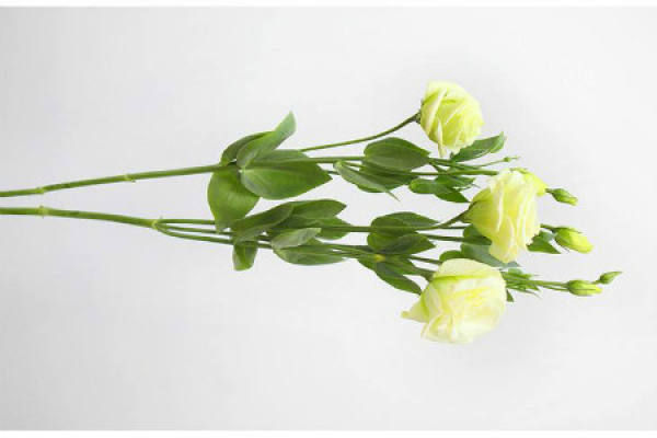 Eustoma grandiflorum
