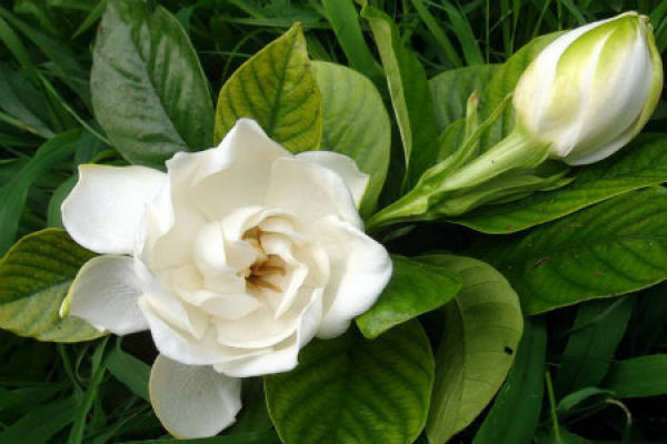 Gardenia
