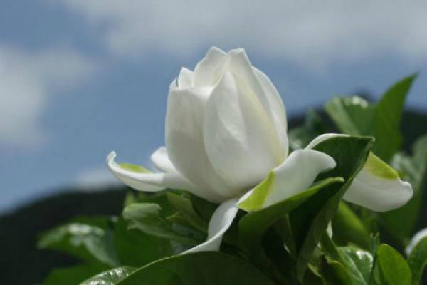 Gardenia