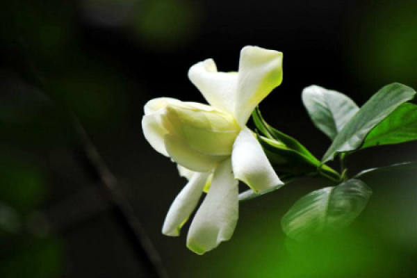 Gardenia