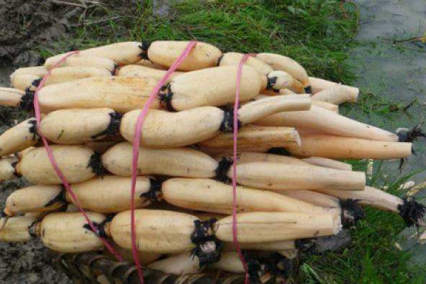 Sweet Potato