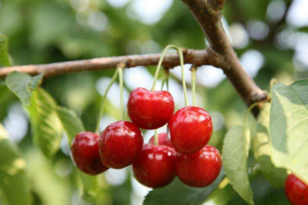 Cherry