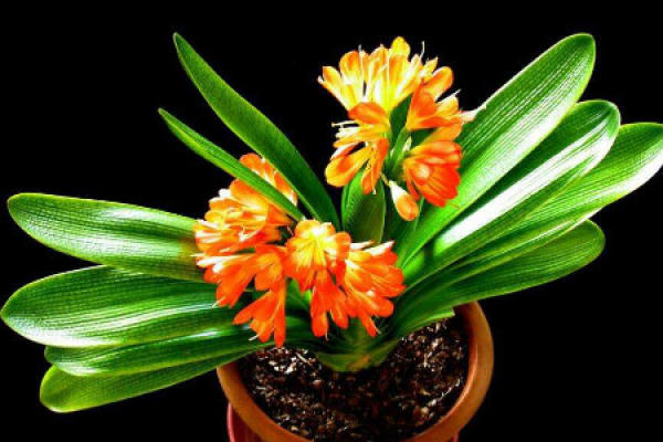 Clivia miniata