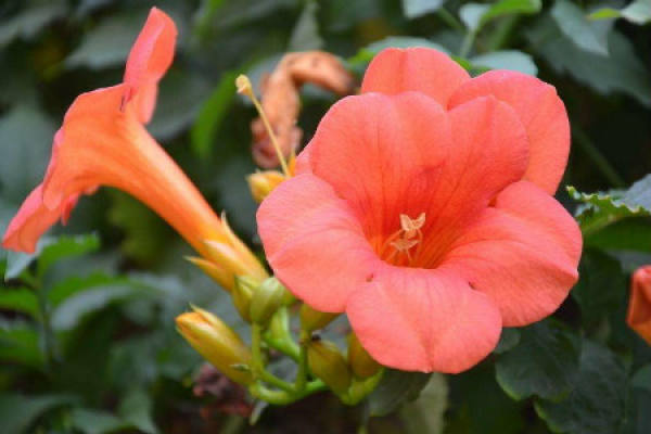 trumpet creeper