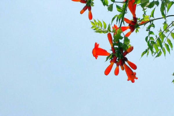 trumpet creeper