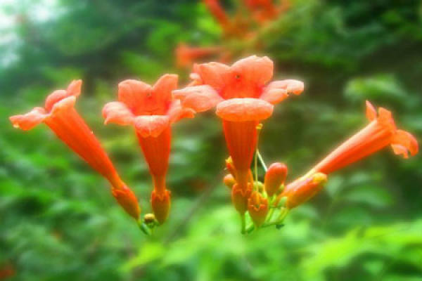 Campsis grandiflora