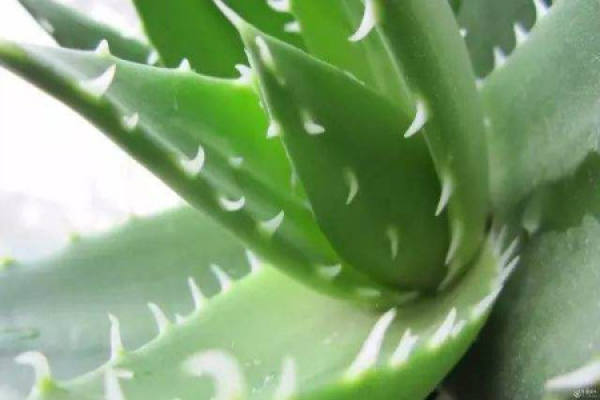 aloe