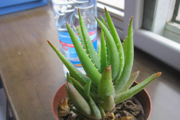 aloe