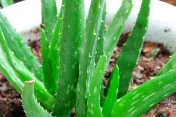 Aloe