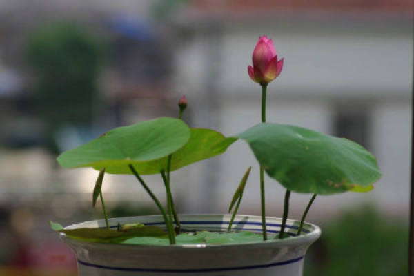 Bowl Lotus