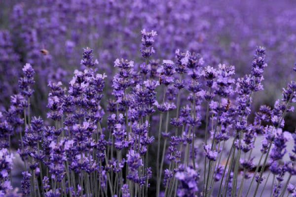 Lavender
