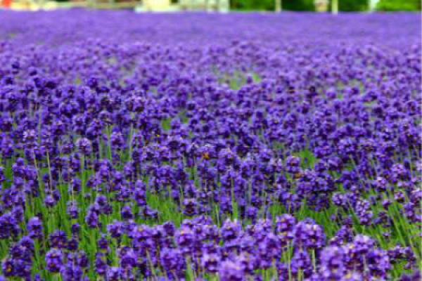 Lavender