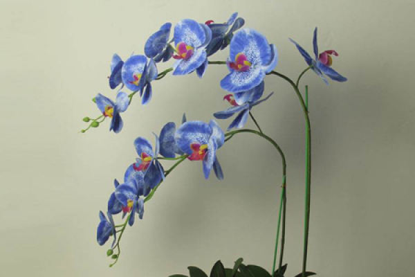 Phalaenopsis