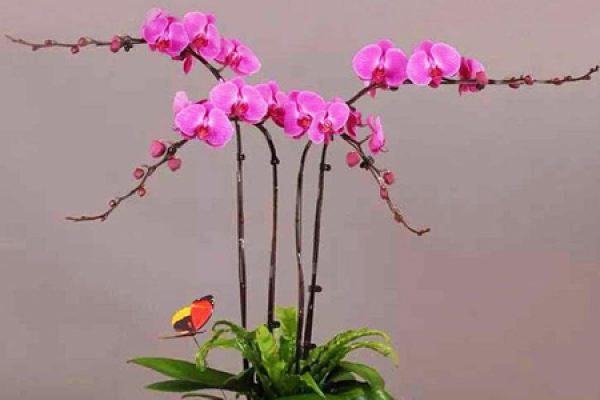 Butterfly Orchid
