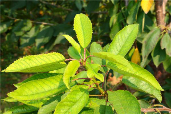 Nanking cherry