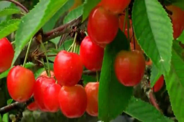 Cherry
