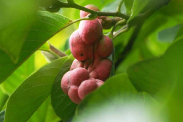 Magnolia denudata