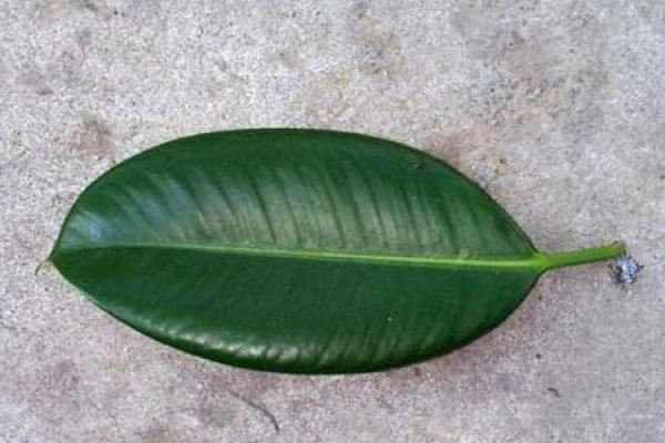 Rubber fig