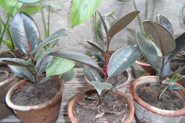 Rubber Tree