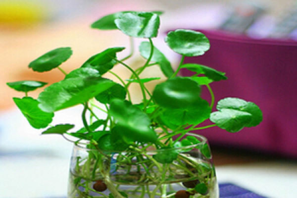 Herba Lysimachiae Christinae