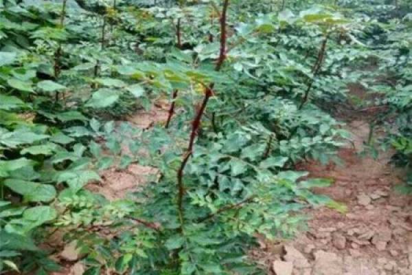 Zanthoxylum bungeanum