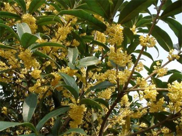 osmanthus