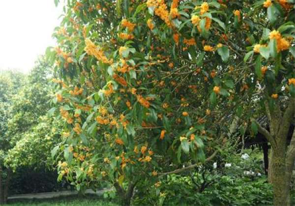 Osmanthus tree