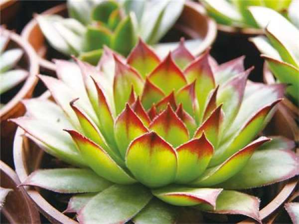 Buddha's Lotus