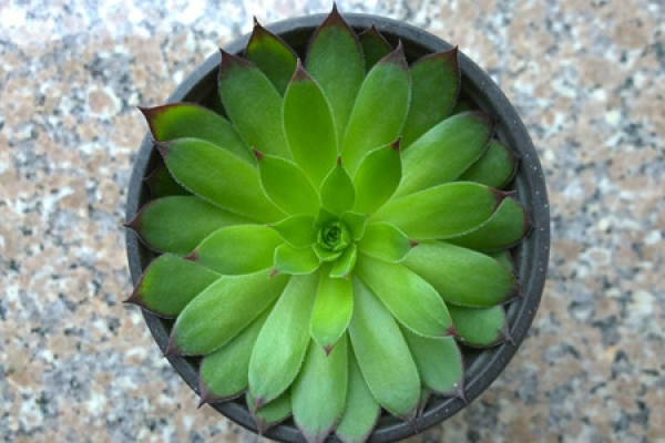 Buddha's lotus