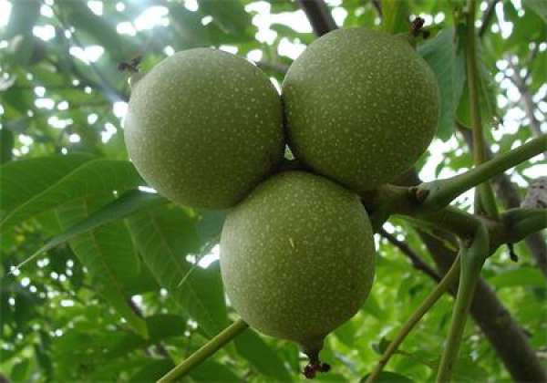 walnut