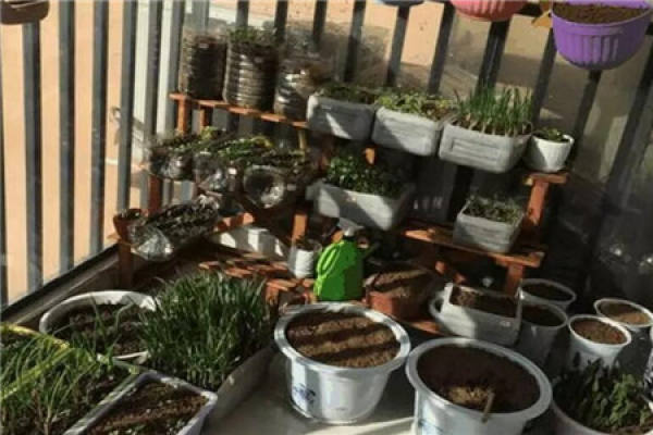 Arrange vegetables on a flower rack