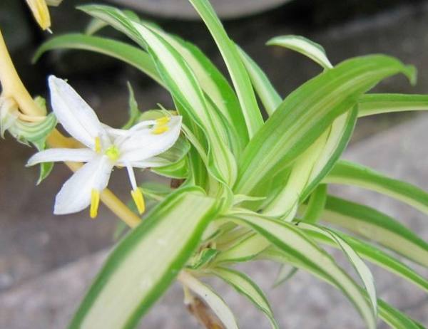 Chlorophytum comosum