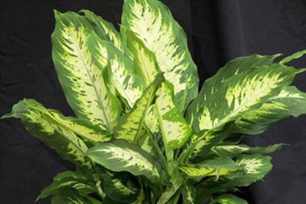 Rohdea japonica Rohdea japonica
