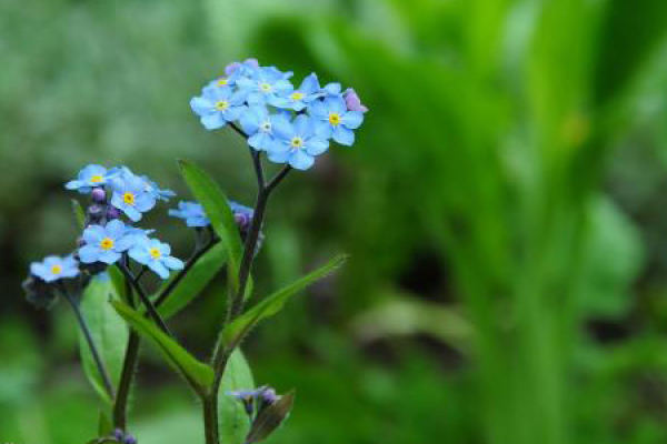 forget me not.