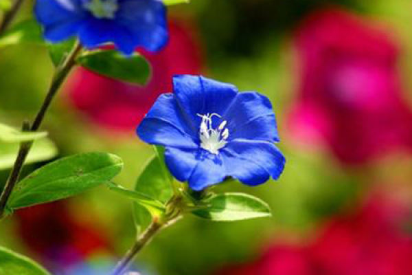 forget me not.