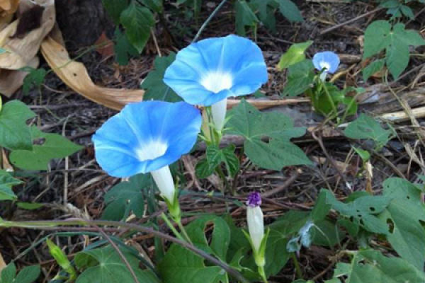 Blue Star Flower