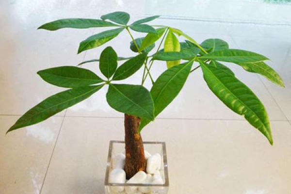 Money Tree