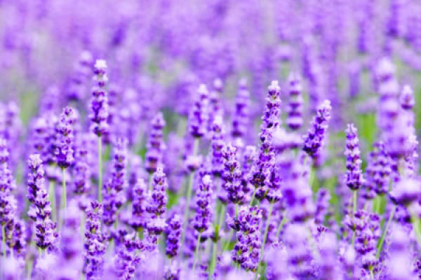 Lavender