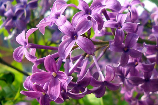 Lilac