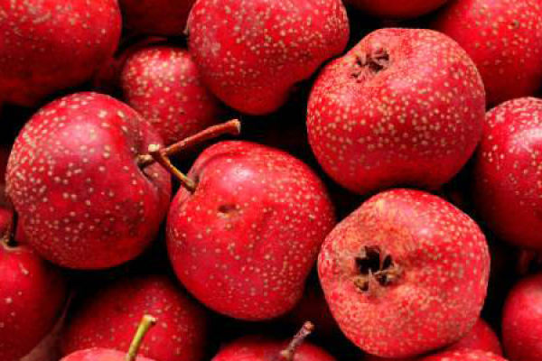 Hawthorn