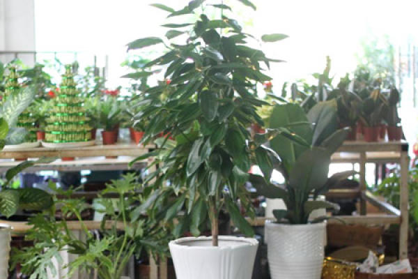safe tree