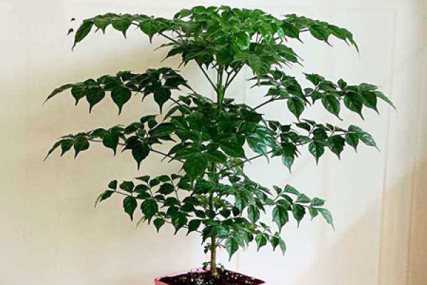 safe tree