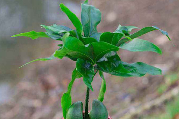 safe tree